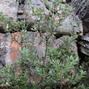 Sivun Banksia saxicola A. S. George kuva