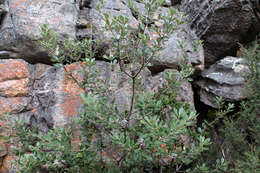 Image of Banksia saxicola A. S. George