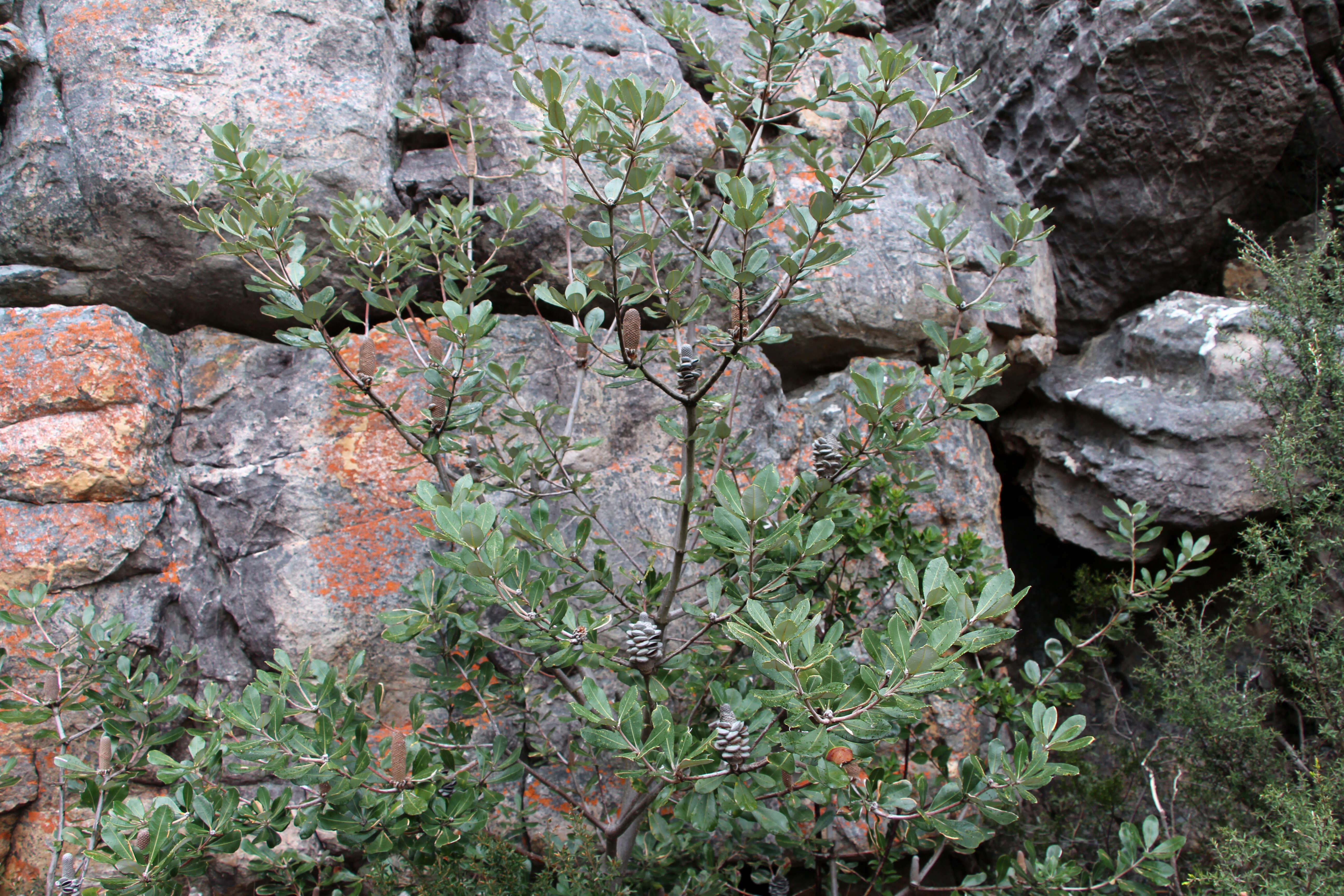 Image of banksia