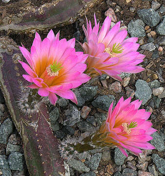 Image de Echinocereus scheeri (Salm-Dyck) Scheer