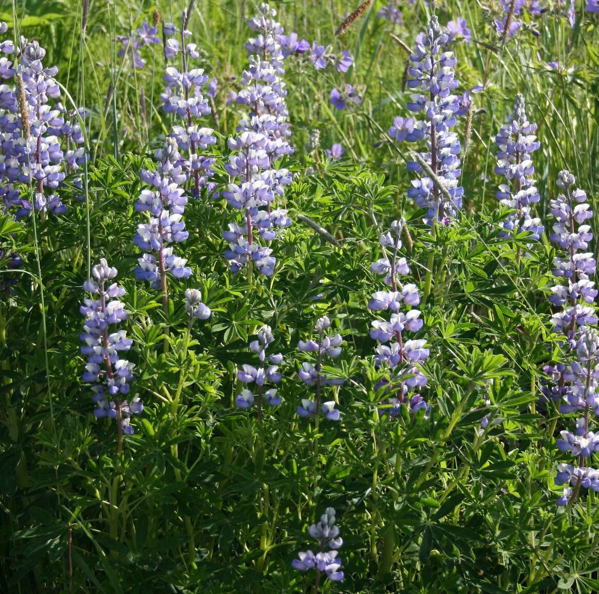 Image of Nootka Lupine