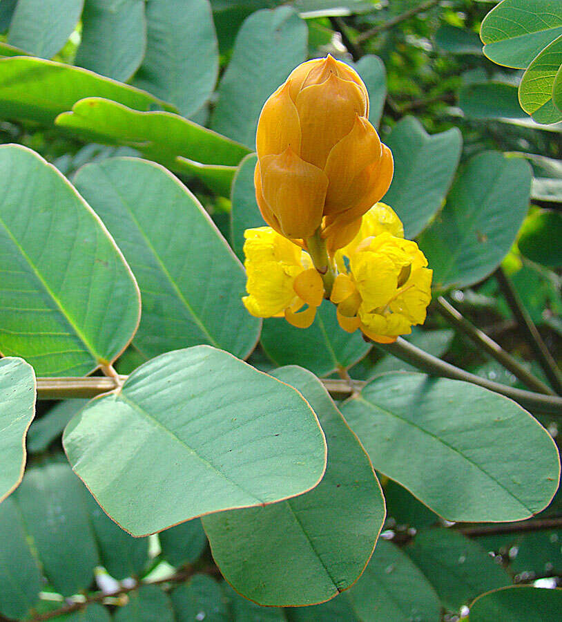 Слика од Senna reticulata (Willd.) H. S. Irwin & Barneby