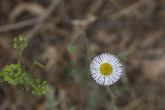 Image of running fleabane