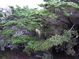 Image of Monterey cypress