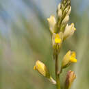 Sivun Polygala flavescens DC. kuva