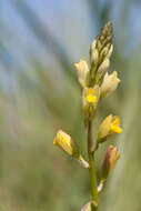 Image of Polygala flavescens DC.