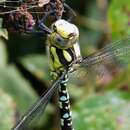 Image of Blue Hawker