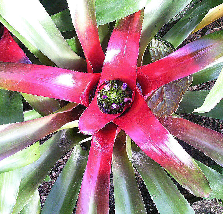 Image of neoregelia