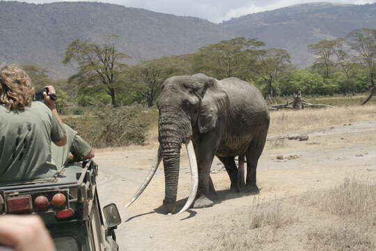 Image of African bush elephant