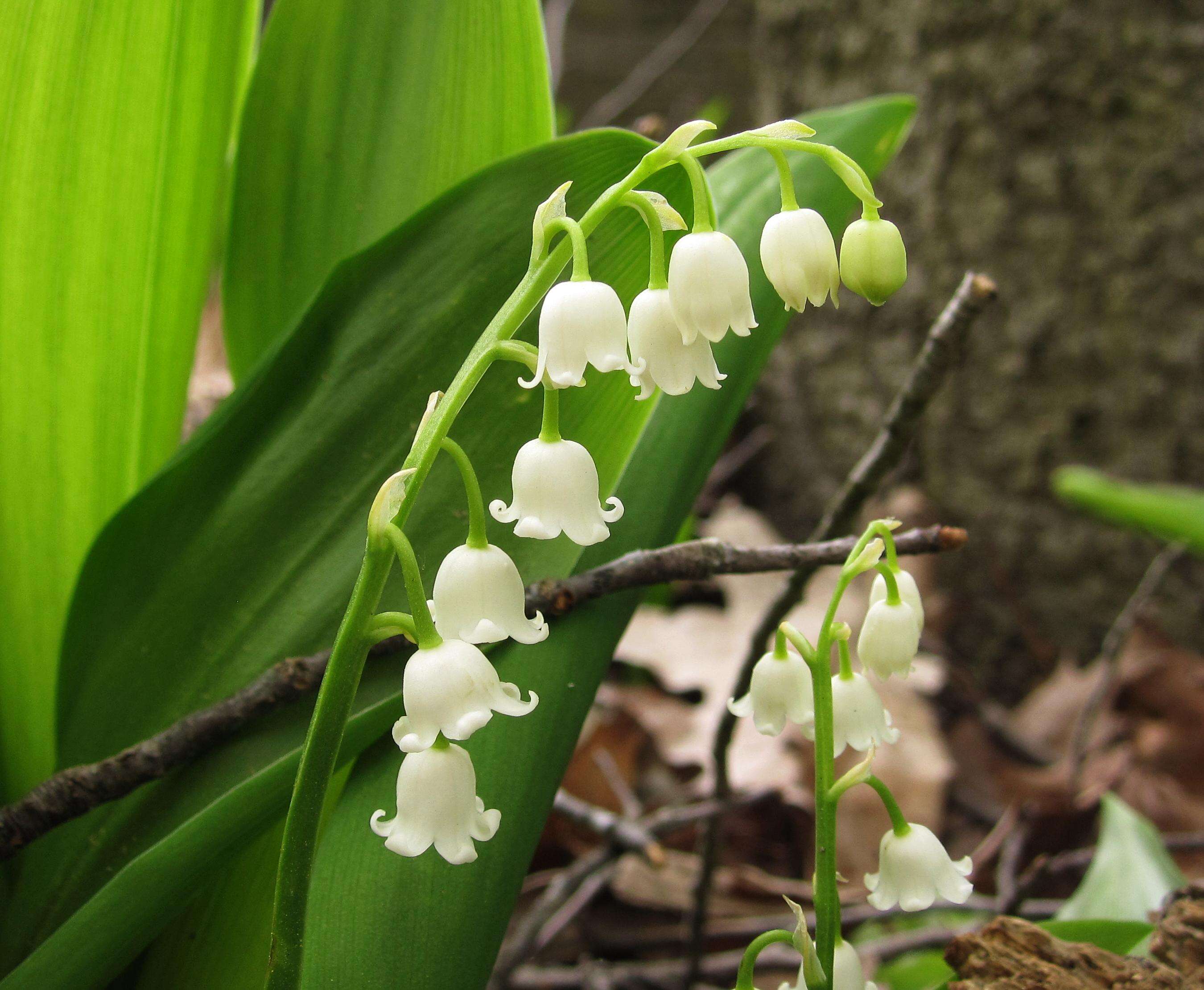 Lily-of-the-valley - Encyclopedia of Life