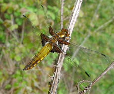 Image of Libellula Linnaeus 1758