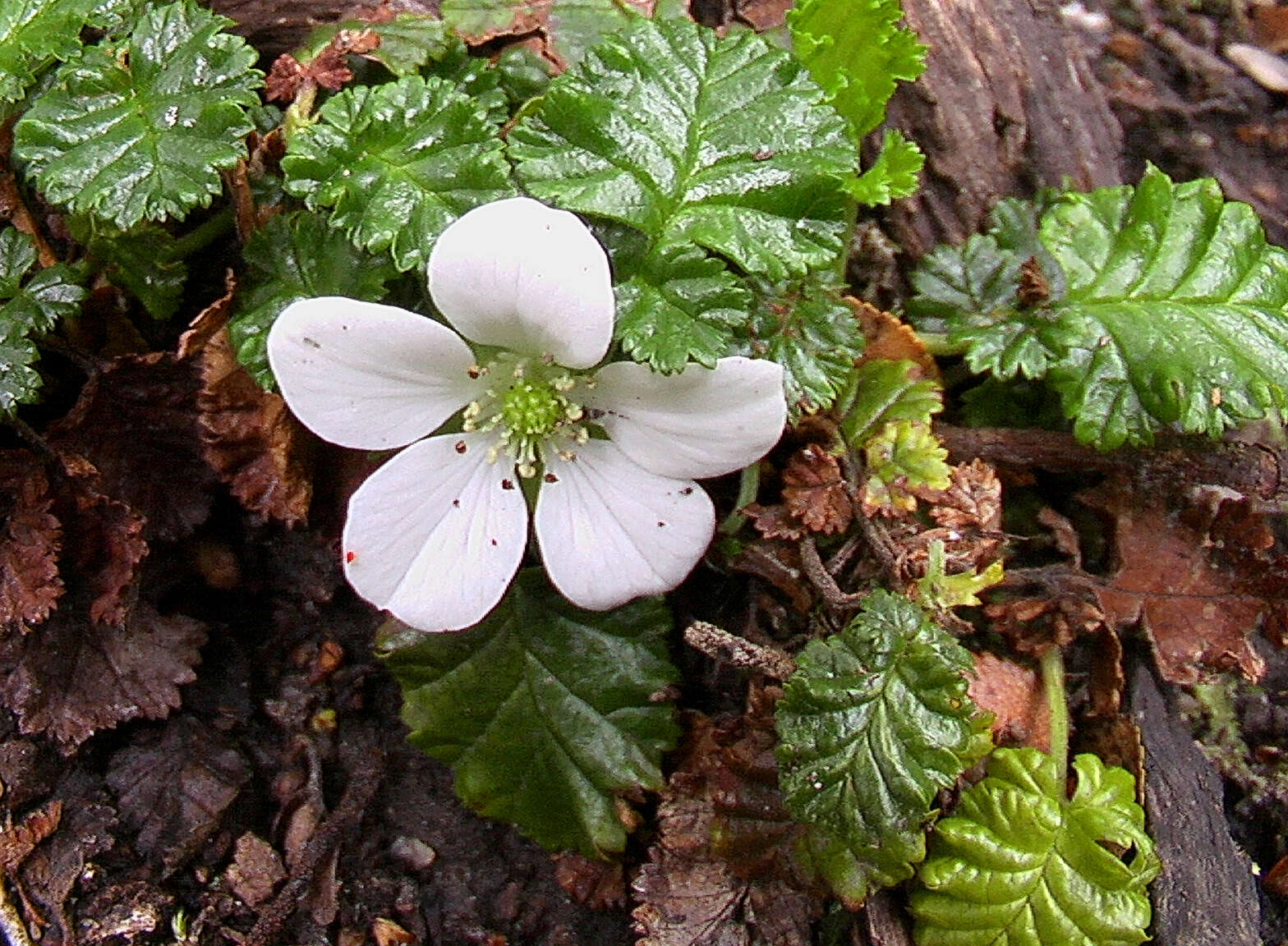 Image of Rubus geoides Sm.