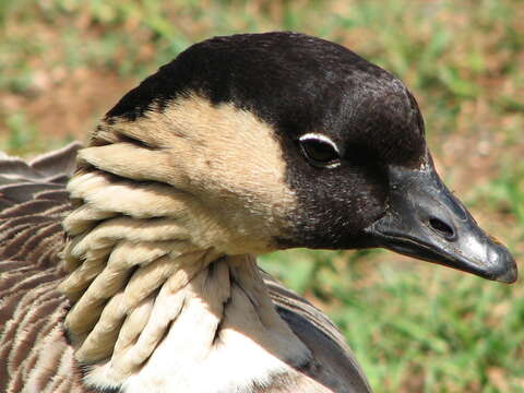 Image of Hawaiian goose