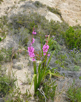 Image of Cape bugle-lily