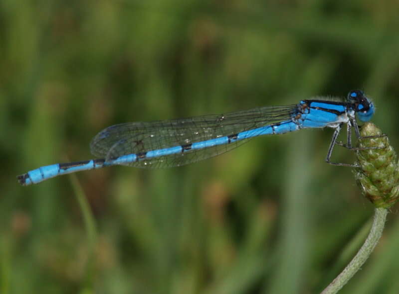 Image of Familiar Bluet