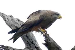 Image of Yellow-billed Kite