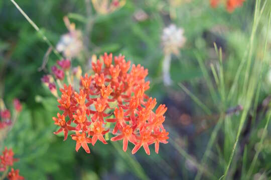 Imagem de Asclepias tuberosa L.