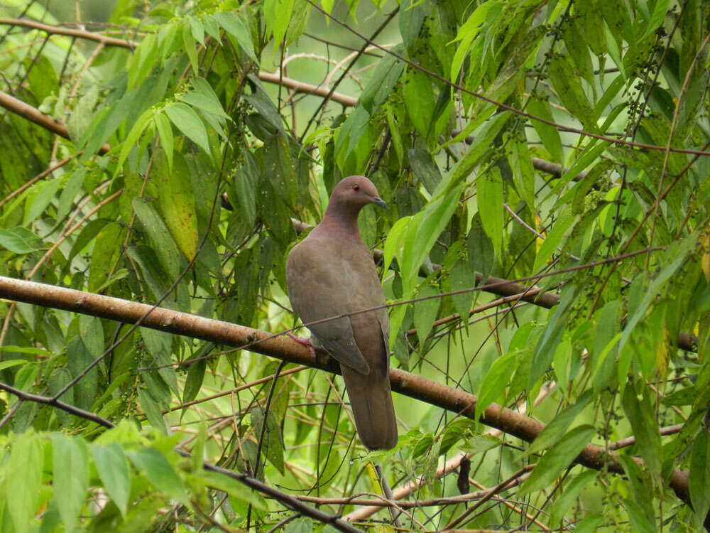 Patagioenas nigrirostris (Sclater & PL 1860) resmi