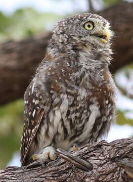 Image of Glaucidium Boie & F 1826