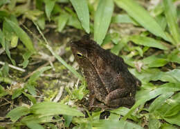 Image of beaked toads