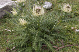 Image de Cirsium spinosissimum (L.) Scop.