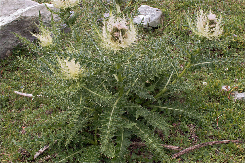 Image of Spiniest Thistle