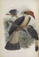 Image of Tarictic Hornbill