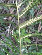 Image of Hottentot Fern