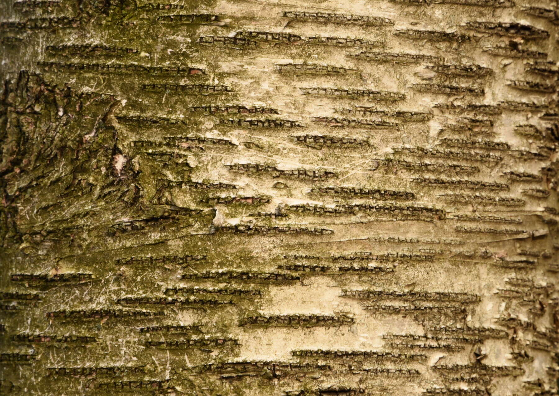 Image of birch