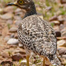 Image of Cape Thick-knee