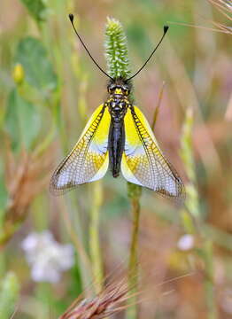 Image of Libelloides baeticus (Rambur 1838)