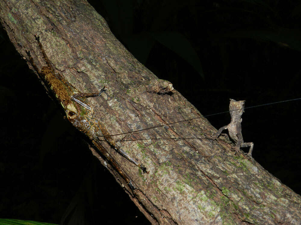 Image of helmet lizards