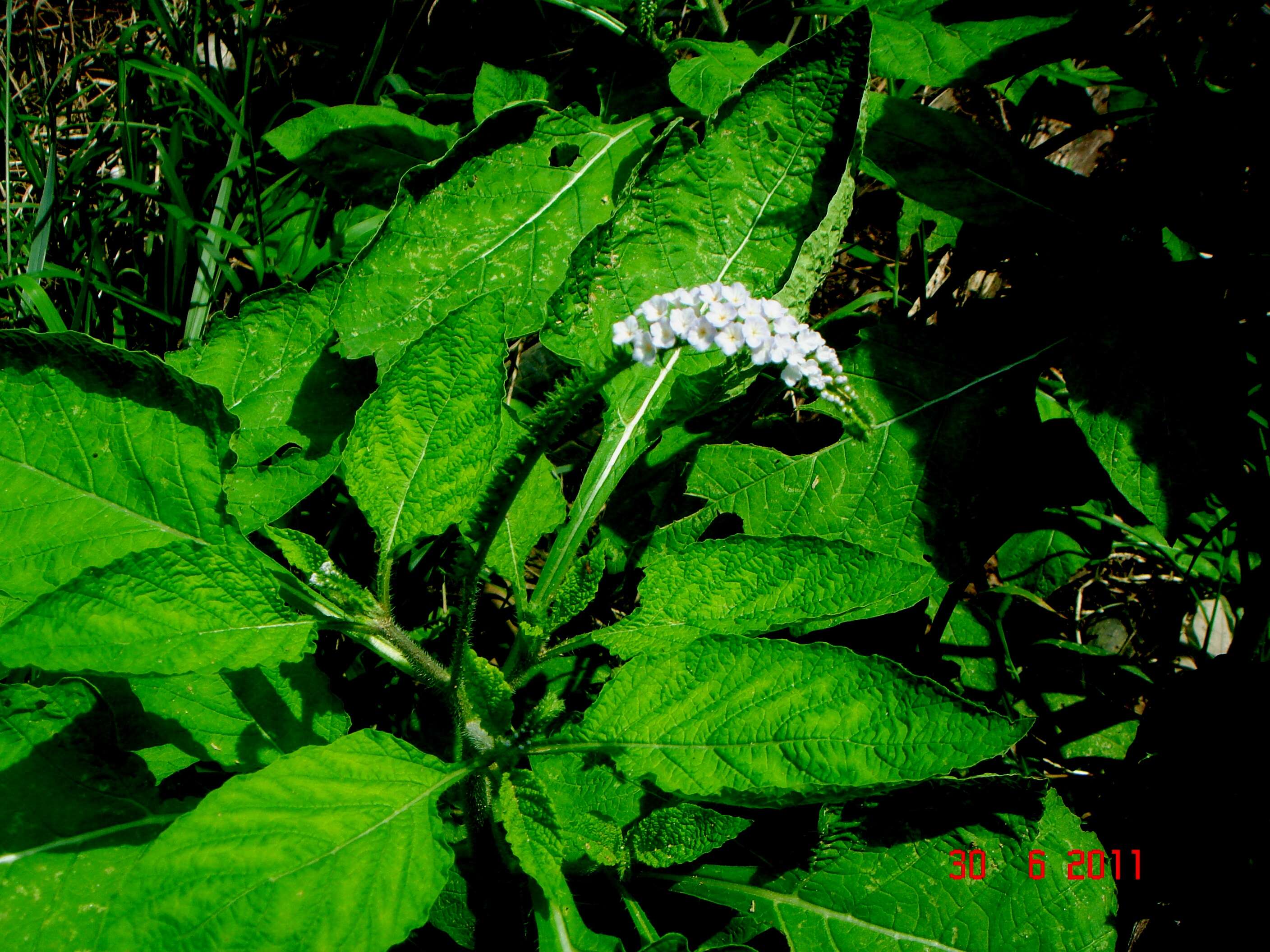 Image of heliotrope