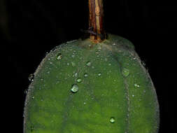 Image of Passiflora pittieri Mast.