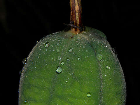 Image of Passiflora pittieri Mast.