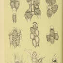 Image of Valdemunitella pyrula (Hincks 1881)
