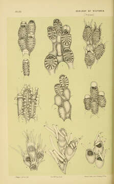 Image of Calloporoidea Norman 1903