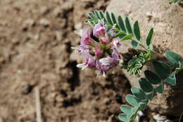 Image of browse milkvetch