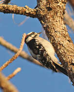 Image of Downy Woodpecker