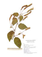 Varronia multispicata (Cham.) A. Borhidi resmi