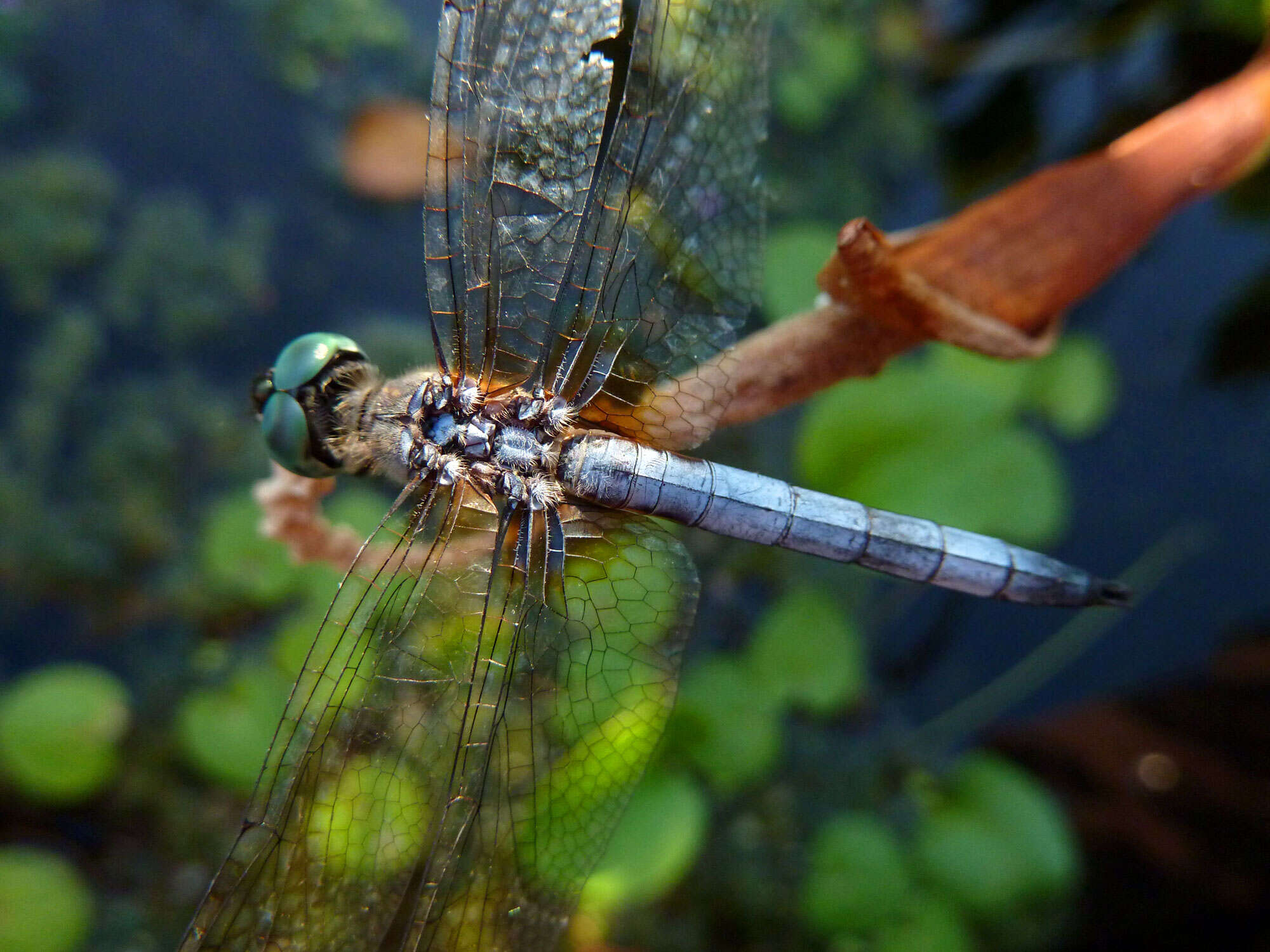 Image of Blue Dasher