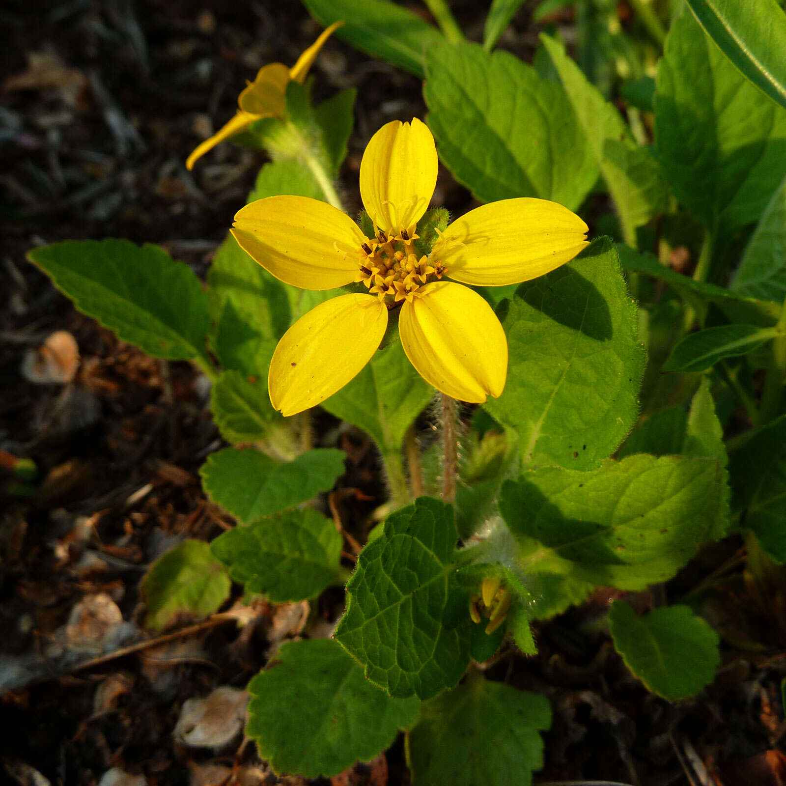 Image of chrysogonum