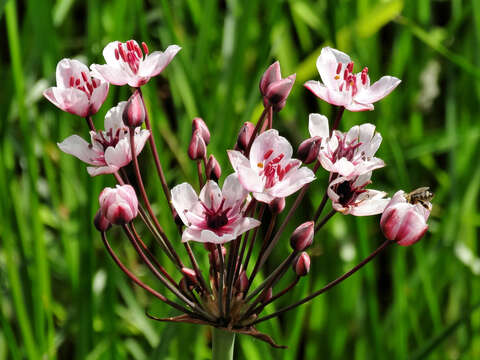 Image of flowering rush family