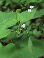 Image of lunaria