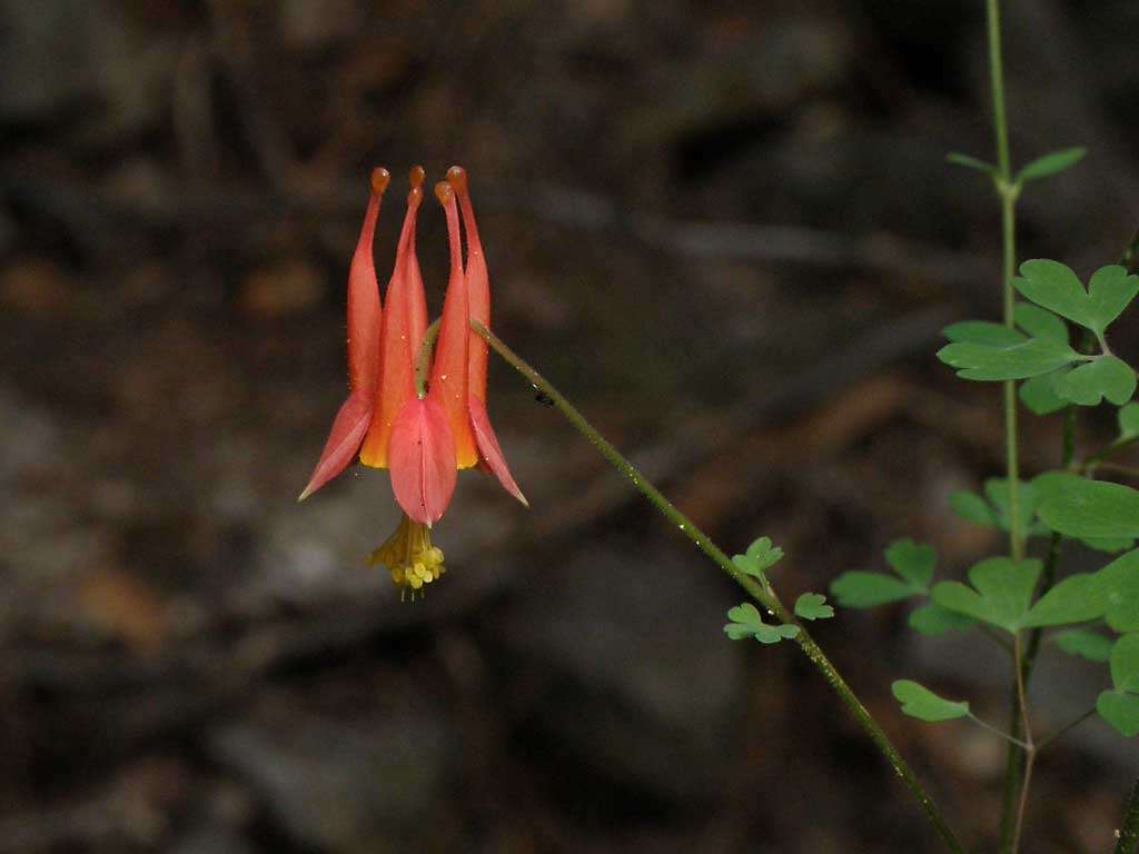 Слика од Aquilegia desertorum (M. E. Jones) Cockerell ex Heller