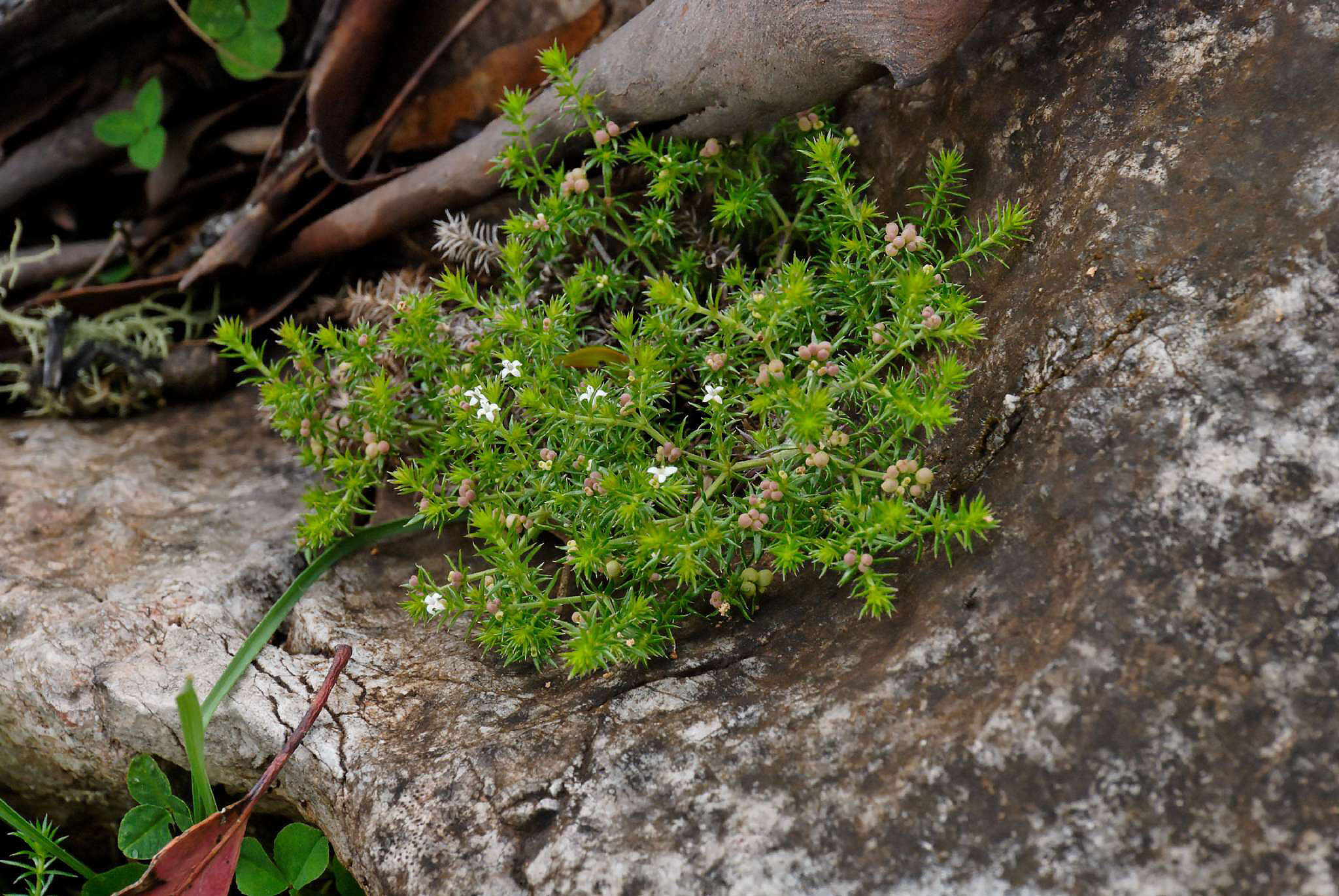 Plancia ëd Asperula