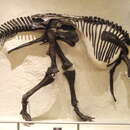 Image of Prosaurolophus maximus Brown 1916