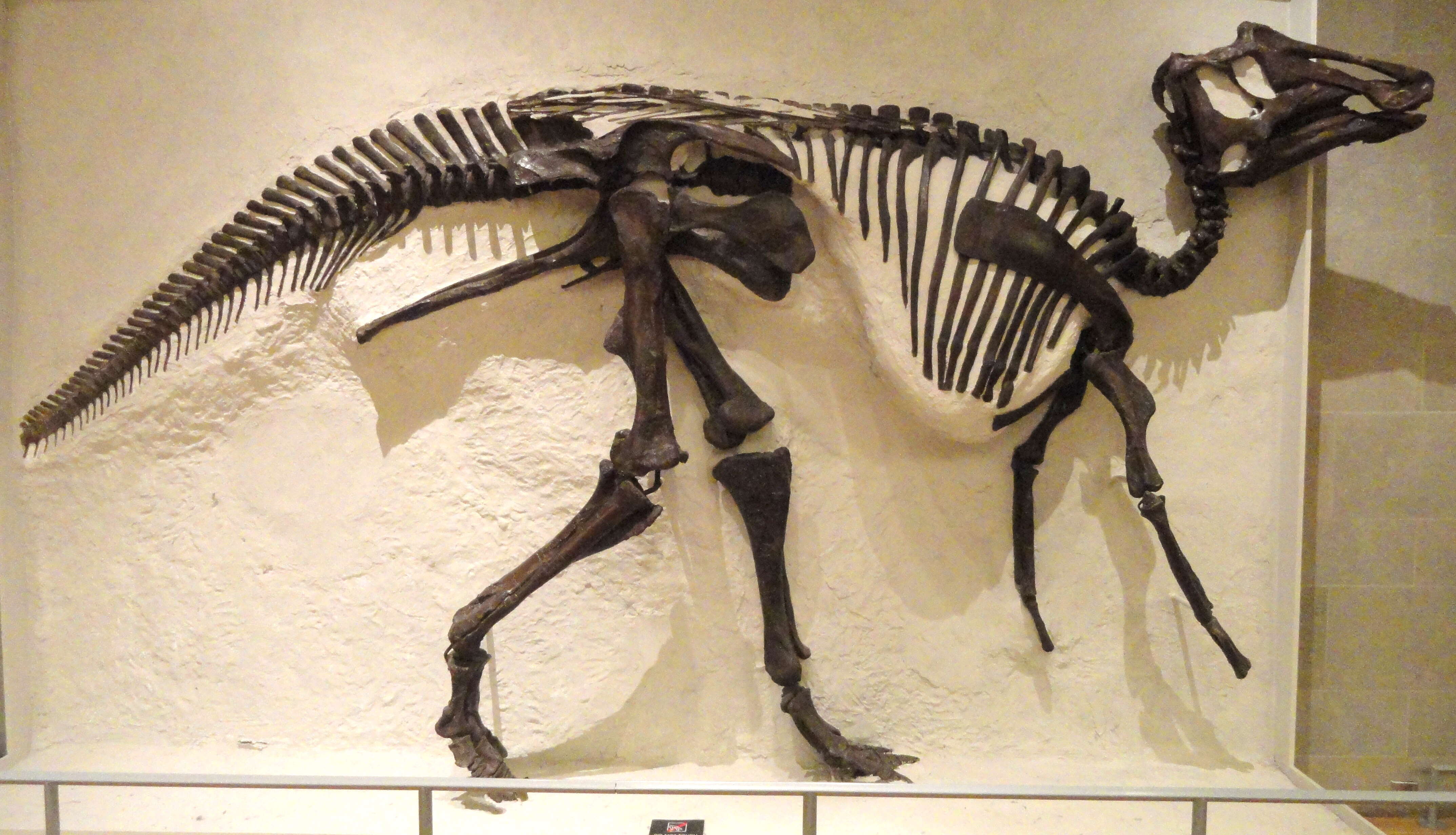 Image of ornithopods