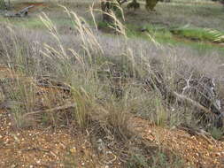 Image of Anthosachne scabra (R. Br.) Nevski