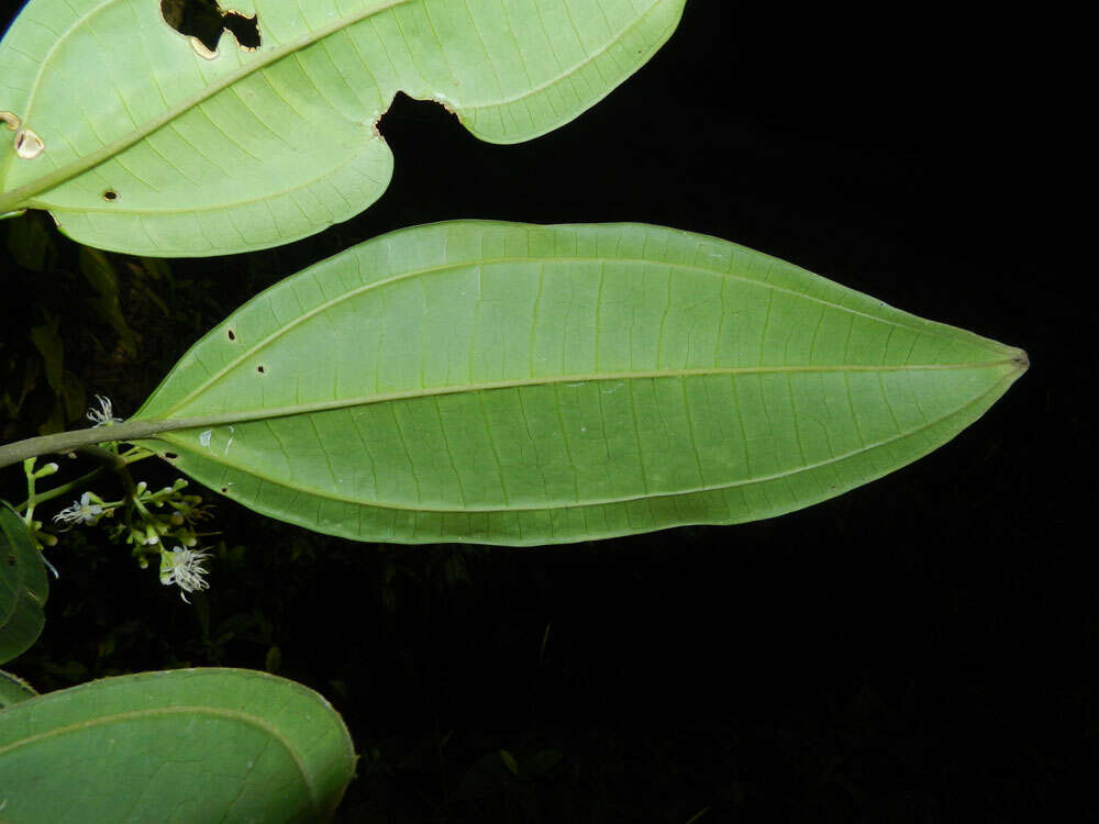 Image of Miconia hondurensis Donn. Sm.